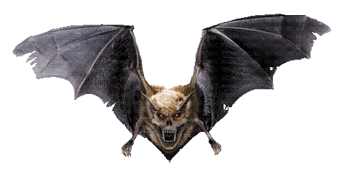 bat - Δωρεάν κινούμενο GIF