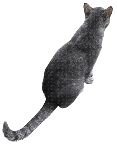 Gray grey cat - zadarmo png