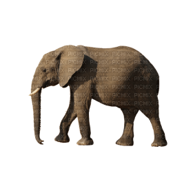 Kaz_Creations Elephant - 無料png