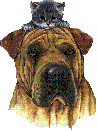 dog with cat bp - Free animated GIF