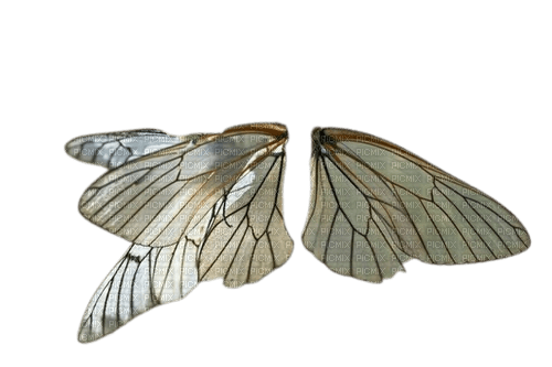 ailes - PNG gratuit