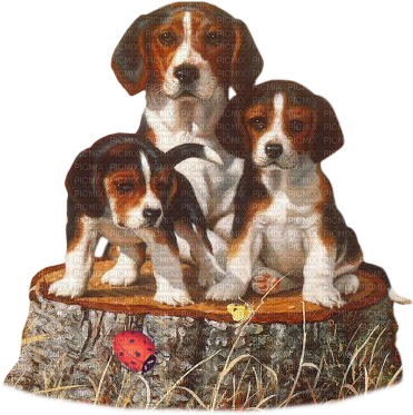 maj beagle - бесплатно png