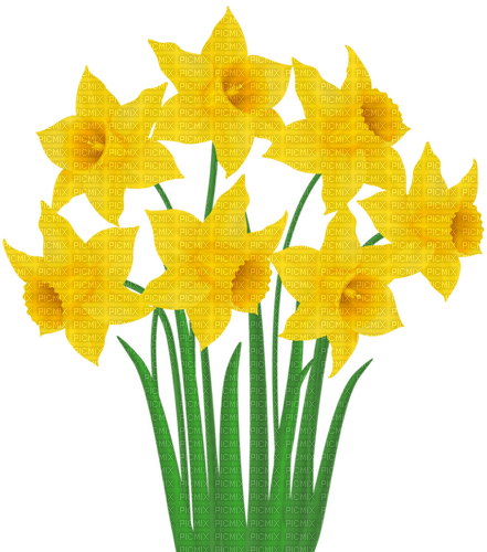daffodils Bb2 - bezmaksas png