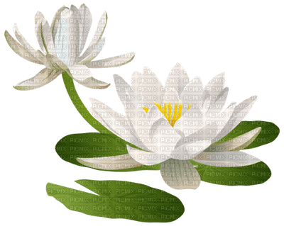 water lily, sunshine3 - 免费PNG
