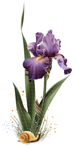 flower iris violet purple snail - бесплатно png