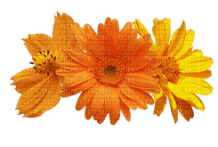 Flowers orange bp - бесплатно png