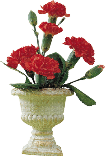 Bloemen en Planten - kostenlos png