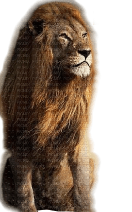 löwe lion - darmowe png