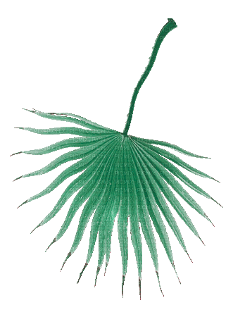 soave deco summer tropical animated  palm - 無料のアニメーション GIF
