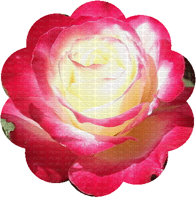 rose 5 - GIF เคลื่อนไหวฟรี