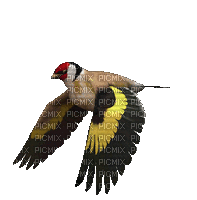 uccello - Безплатен анимиран GIF