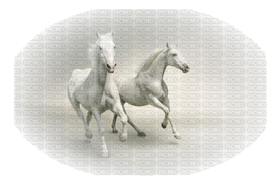 horse katrin - GIF animé gratuit