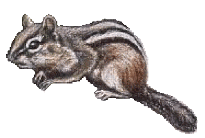 Salomelinda écureuil ! - GIF animate gratis