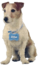 Dog.Chien.Perro.Victoriabea - Free animated GIF