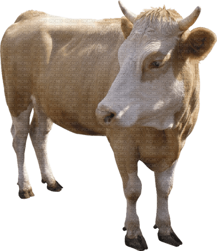 cow per request - png gratuito