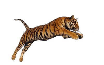 tiger jump - nemokama png