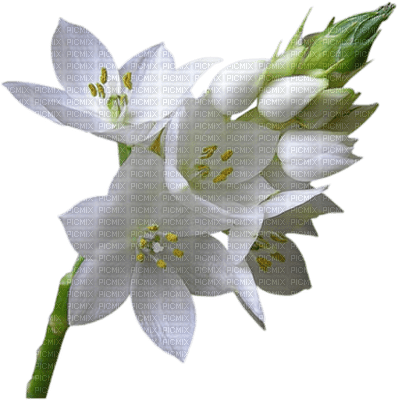 Tournesol94 fleur - ücretsiz png