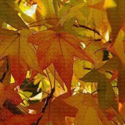 autumn fond - безплатен png