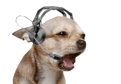 animal musique - δωρεάν png
