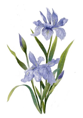 Blue.Iris.Flower.Fleurs.Victoriabea - png ฟรี