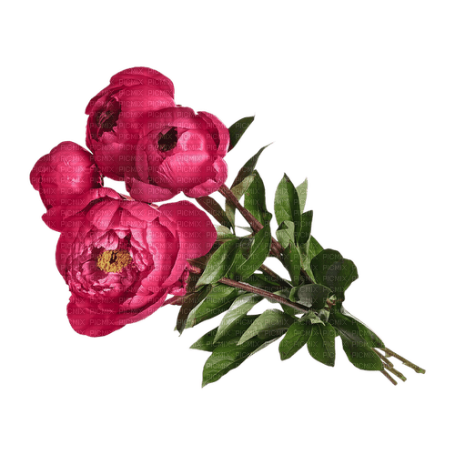 Peony Bouquet - png grátis