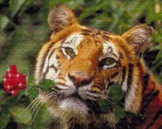 Tigre - GIF animasi gratis