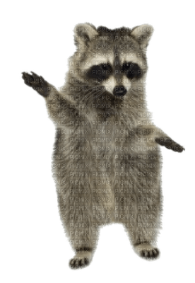 Kaz_Creations Raccoon - kostenlos png