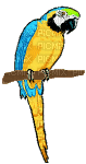 perroquet - Darmowy animowany GIF