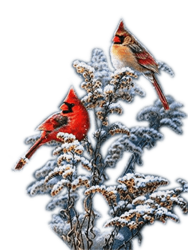 Rena winter Birds Vögel Bush - zadarmo png