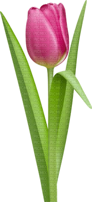 Kaz_Creations Deco Flowers Tulips Flower - png gratuito