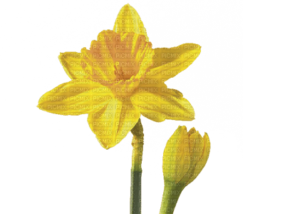 flowers yellow bp - 免费PNG
