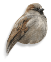 bird - darmowe png