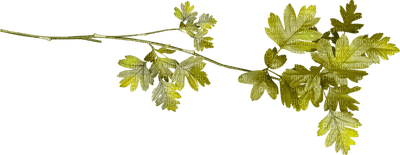 minou-Leaves-löv-blad - gratis png