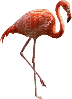 Kaz_Creations Flamingo - zadarmo png