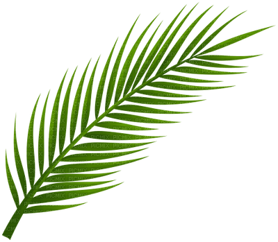 Leaf - Free PNG