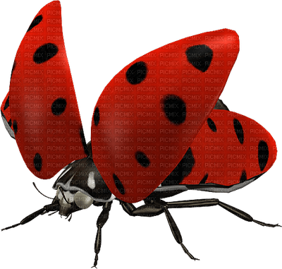 Kaz_Creations Ladybugs Ladybug - Free PNG