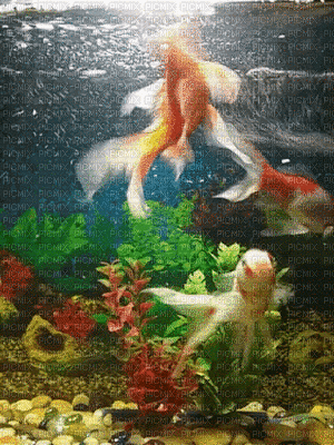 fish - Gratis animeret GIF