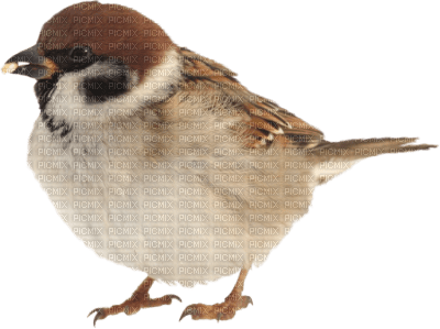 bird - besplatni png