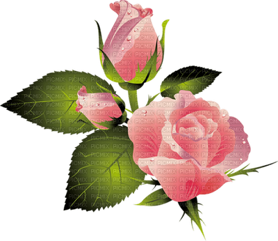 All My Roses - Free PNG