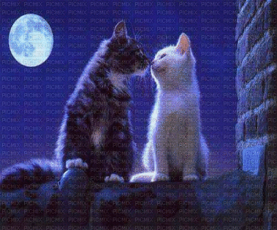 chats amoureux - Nemokamas animacinis gif