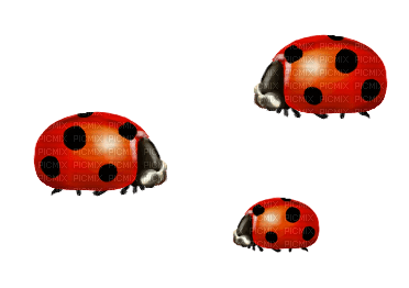 patymirabelle coccinelle - png grátis