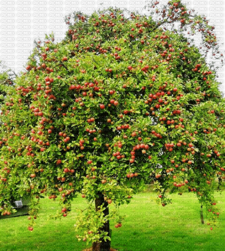 Rena Hintergrund Background Apfelbaum Appeltree - фрее пнг