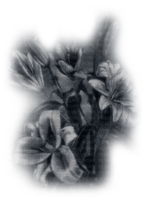 fleur noir.Cheyenne63 - gratis png