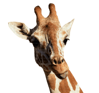 Giraffe bp - ilmainen png