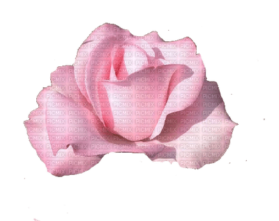 trandafir - bezmaksas png