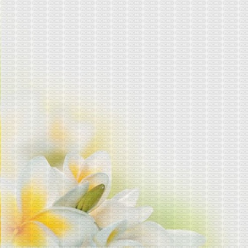 spring flowers background - darmowe png