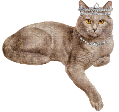 Nina cat - Бесплатный анимированный гифка