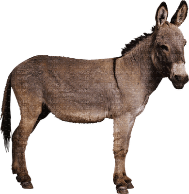 burro - bezmaksas png