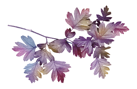 Leaves - Δωρεάν κινούμενο GIF