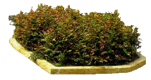 Pflanze - GIF animado grátis